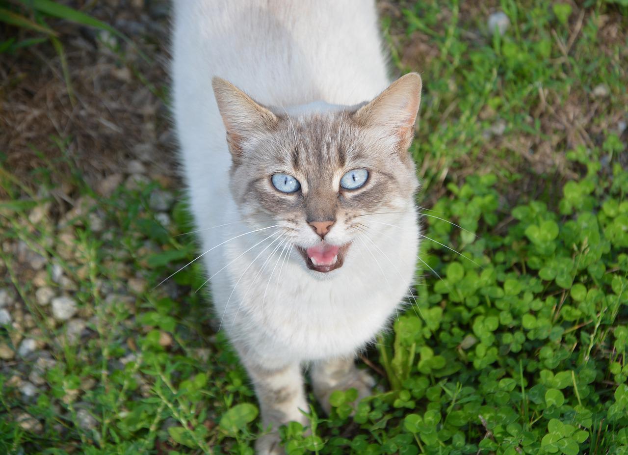 Voici ce que veut vous dire votre chat quand il miaule et ronronne